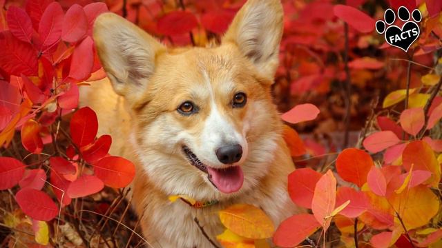 Top 10 Facts and Information About the Corgi Dogs 101 смотреть онлайн