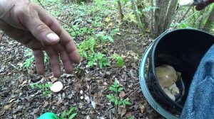 ГРИБАЛКА УДАЛАСЬ! ПОПАЛИ НА РАЗДАЧУ ГРИБОВ! Сбор грибов