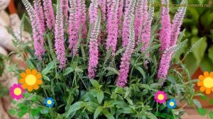 Вероника колосистая Анниверсари нью роуз. Краткий обзор veronica spicata Anniversary new rose