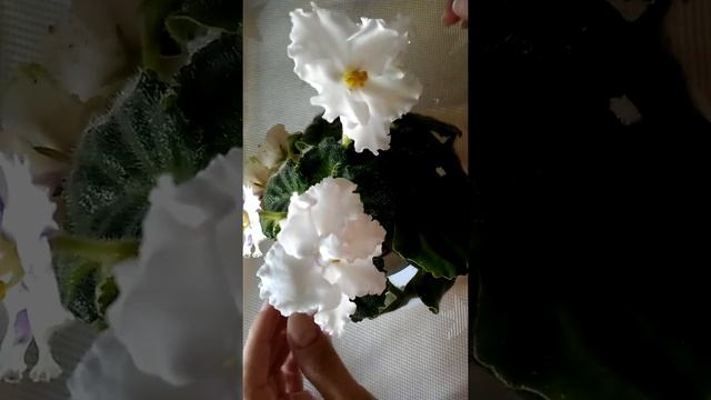 АВ Сова! Начало цветения молодой розеточки) смотреть онлайн