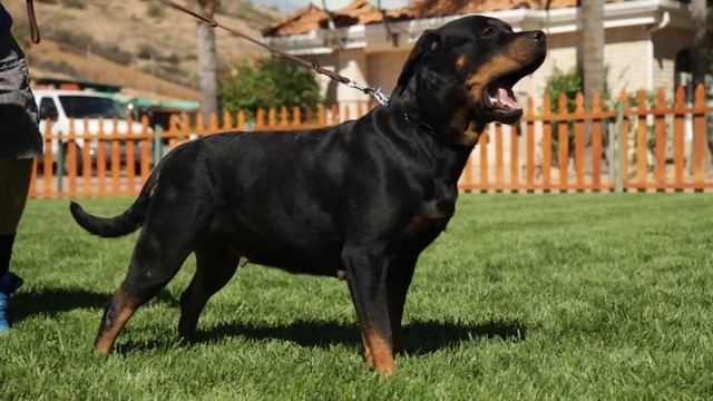 THE LIST: TOP MASTIFF DOG BREEDS смотреть онлайн