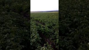 Картофель сорт Крона