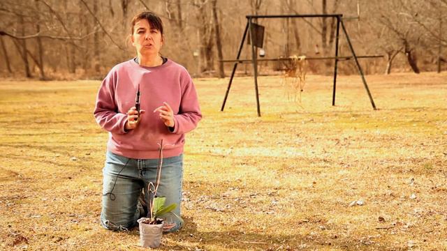 How Often Should You Prune Phalaenopis Orchids? : Pruning Tips смотреть онлайн