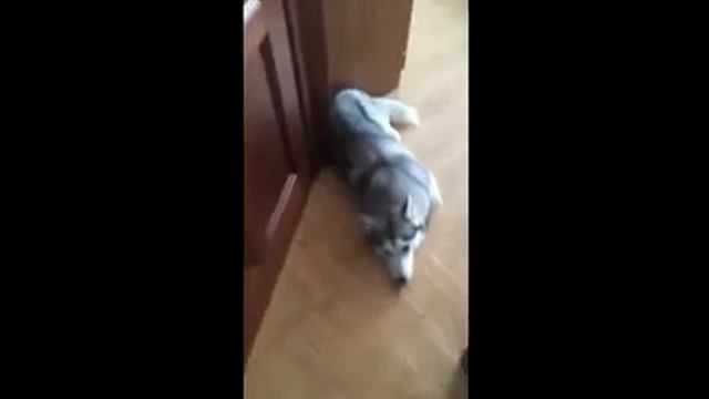 Спящие Собаки смотреть онлайн