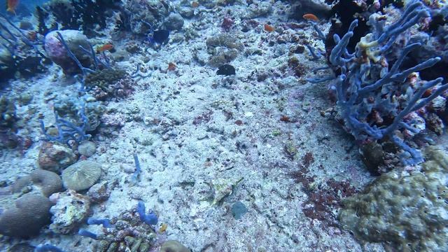 ползущая ракушка