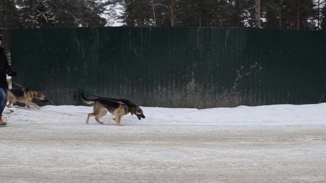 Shelter friend (Приют "Друг") смотреть онлайн