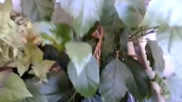 Когда красный гибискус цветет дольше смотреть онлайн