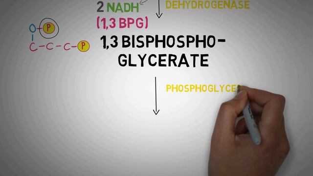 Glycolysis MADE EASY 2020 - Carbohydrate Metabolism Simplified смотреть онлайн