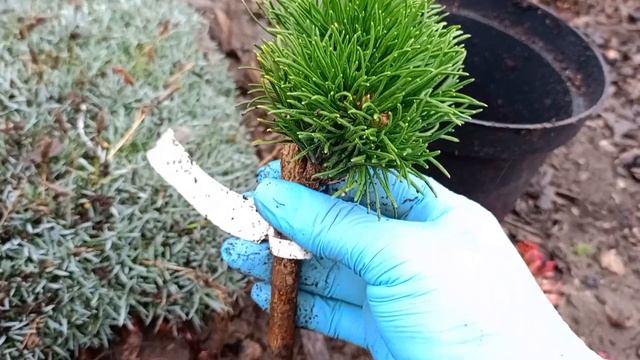 Чому гинуть хвойні? Заглиблення кореневої шийки. смотреть онлайн