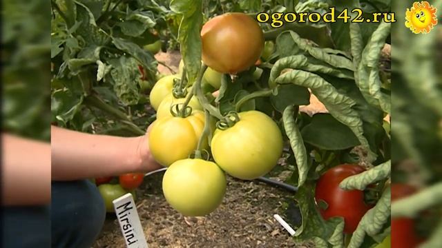 Описание и характеристика сортов томатов Метелица, Мирсини смотреть онлайн