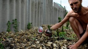 Черенкование ТИСа в Домашних Условиях :-)