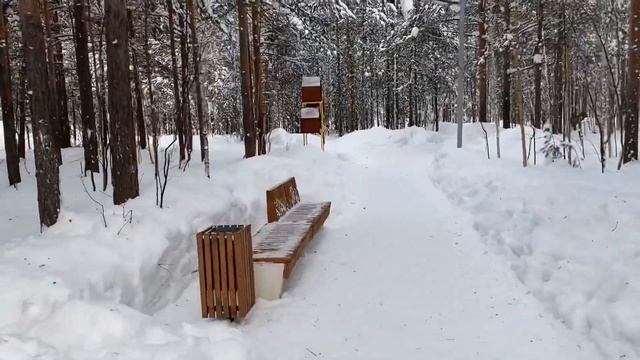 #СУРГУТ КЕДРОВЫЙ ЛОГ/ СУРГУТ ТАКОЙ РАЗНЫЙ/ ВЫСОТКИ #хмао #кедровыйлог #парк #зима #зимнийлес