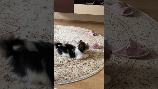 Собака породы Бивер Йорк смотреть онлайн