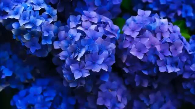 Chopin-Spring Waltz (1 hour) смотреть онлайн