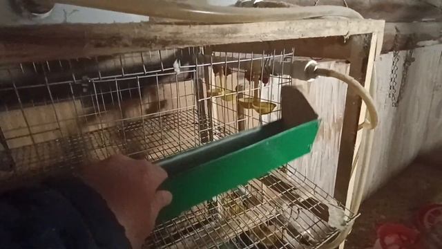 Обзор оборудования нашего перепелятника. смотреть онлайн