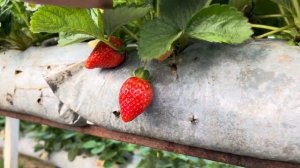 Клубника Мурано