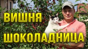 Вишня шоколадница, описание сорта, уход.