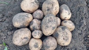 Картофель в жару и засуху.Сорта: Синеглазка,Колетте,Алладин,Инноватор.Кто вышел в победители?2021г