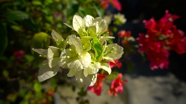 Stock Footage No Copyright Full HD - bougainvillea flowers смотреть онлайн