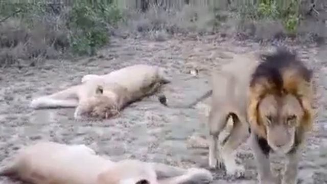 Спаривание львов, все довольны!