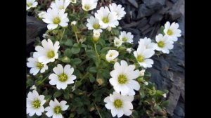 ЯСКОЛКА  (CERASTIUM)  сем. Гвоздичные