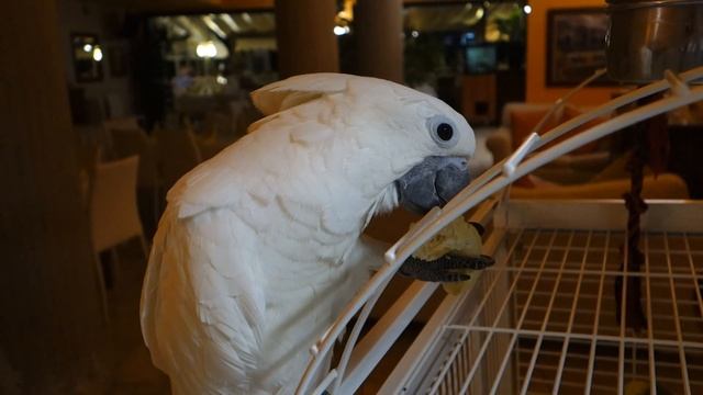 Fujifilm FinePix X30 тест видео в темной комнате ISO 1600. Фотомодель - попугай какаду смотреть онлайн