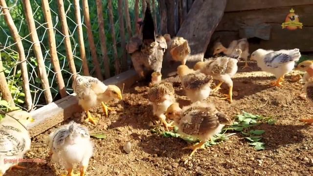 O segredo para criar Pintinhos e não ter perdas смотреть онлайн