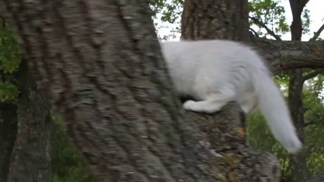 Male SFL ns 11(25) смотреть онлайн