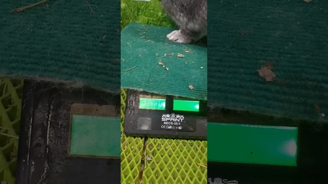 Кролики Ризен.фландер.обер.гиганты. смотреть онлайн