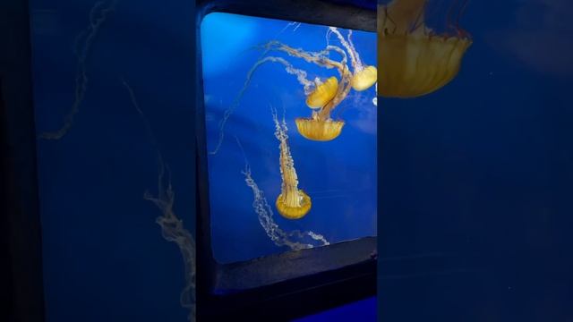 Medusozoa?acuario de San Francisco #food #vlog #video смотреть онлайн