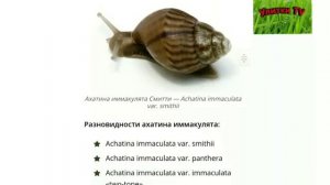 Все виды улиток Ахатина