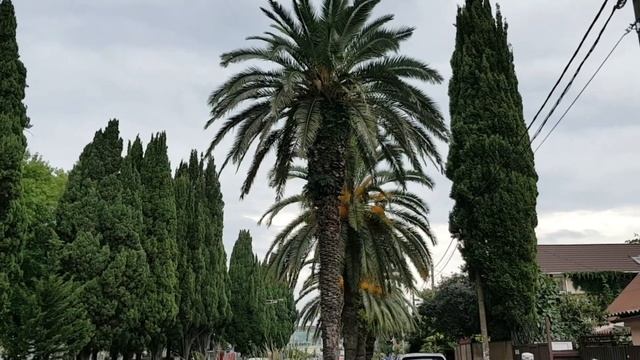 Пальмы в Адлере | Жизнь в Адлере смотреть онлайн