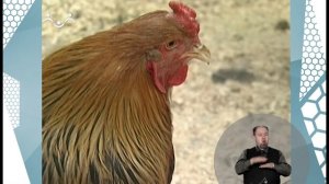 По секрету всему свету. Птичий двор. 1-я Часть (сурдоперевод)