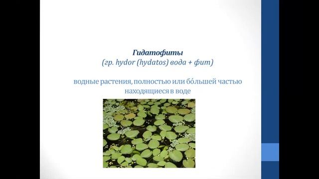 Биология. Объяснение темы "Экологические группы растений по отношению к воде" смотреть онлайн
