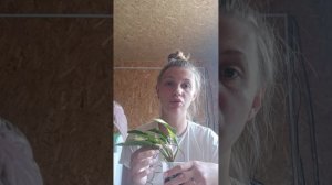как обеспечить полив растений во время отпуска.