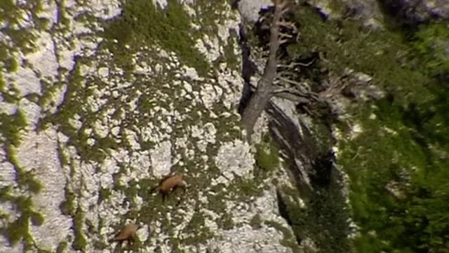 "Июнь на склонах Тхача" ч.2 Серны играют, бражник, котел Ходзь, азалии, щебет корольков, р. Кунак смотреть онлайн