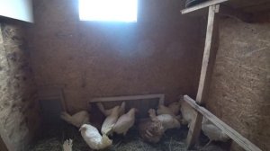 Куры от Несушки.ру