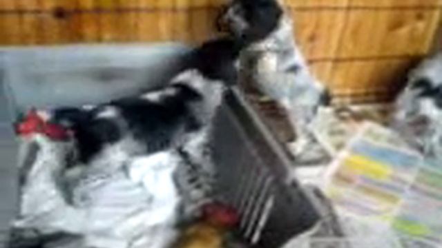 Английские кокер спаниели щенки смотреть онлайн