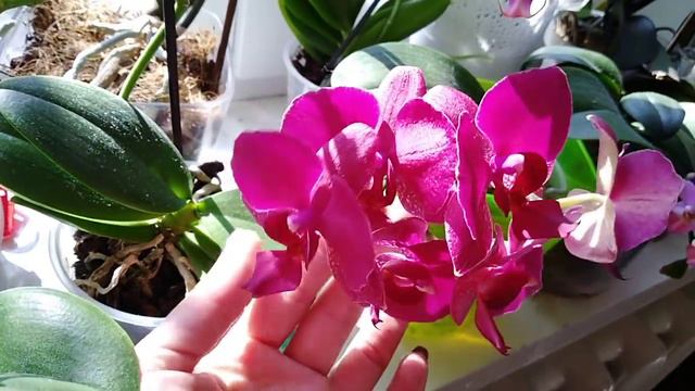 Цветение моих орхидей в марте🌺 смотреть онлайн