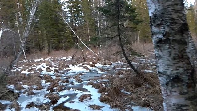 В тайгу. Охота с Западносибирской лайкой. ЗСЛ. ВСЛ. Восточносибирская лайка. Сезон 2018. Натаска. смотреть онлайн