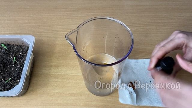 Сама В Шоке! Бабушкин Совет Реально Работает! Рассада Больше Не Вытягивается, Толстая и Коренастая! смотреть онлайн