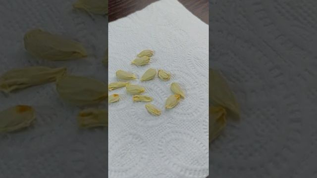 Как вырастить мандарин в домашних условия смотреть онлайн