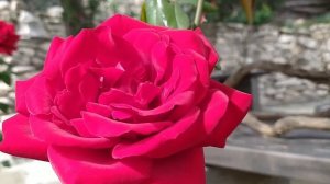 Роза Ингрид Бергман / Ingrid Bergman/ ВЕЛИКОЛЕПНАЯ