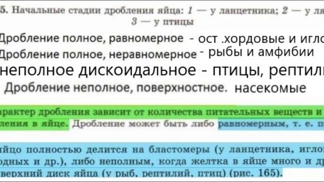 ТИПЫ ДРОБЛЕНИЯ ЗИГОТЫ ДЛЯ ЕГЭ ПО БИОЛОГИИ смотреть онлайн