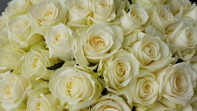 Роза Аваланш смотреть онлайн