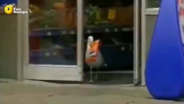 This seagull lived a normal live. Until the thug life chose him смотреть онлайн