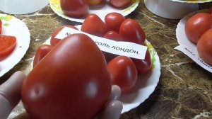 Томат Король Лондон. №209. Дегустация. Ольга Чернова.