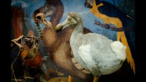 Самая знаменитая птица из вымерших. Маврикийский дронт или Додо