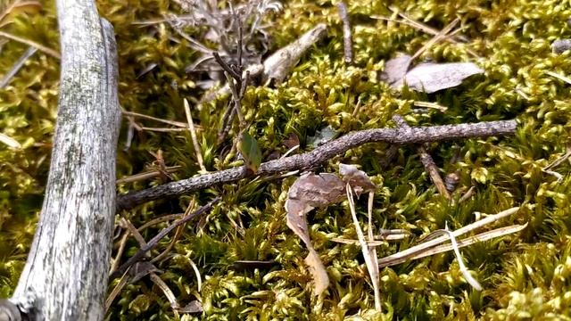 бревно или веточка смотреть онлайн