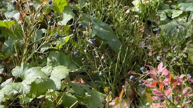 Домой по лесной реке